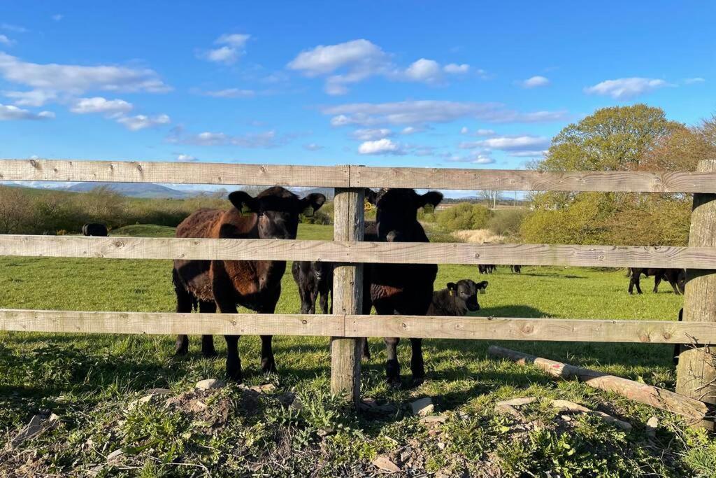 Galloway Farmstay Broughton ニュートン・スチュワート エクステリア 写真